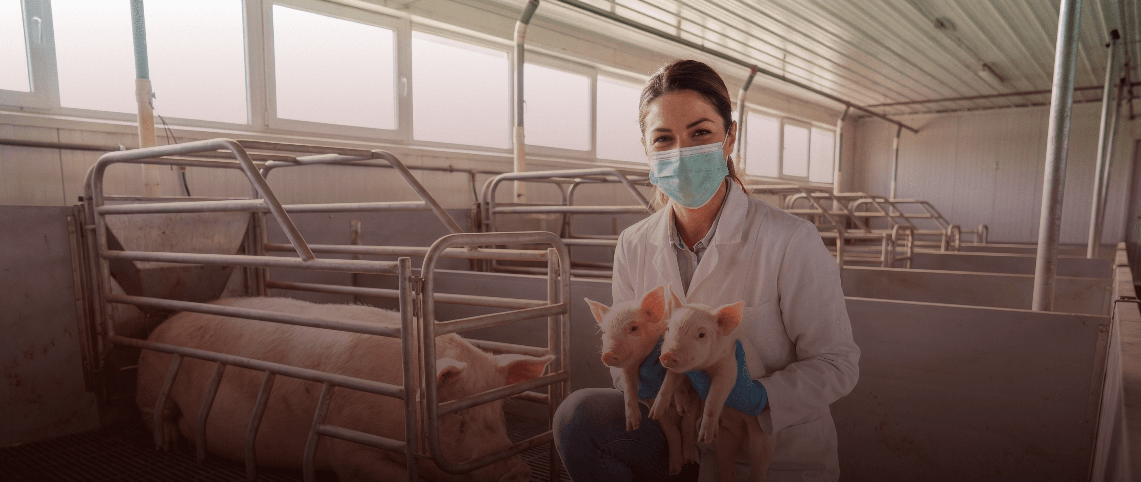 Especialização em Sanidade e Produção na Suinocultura