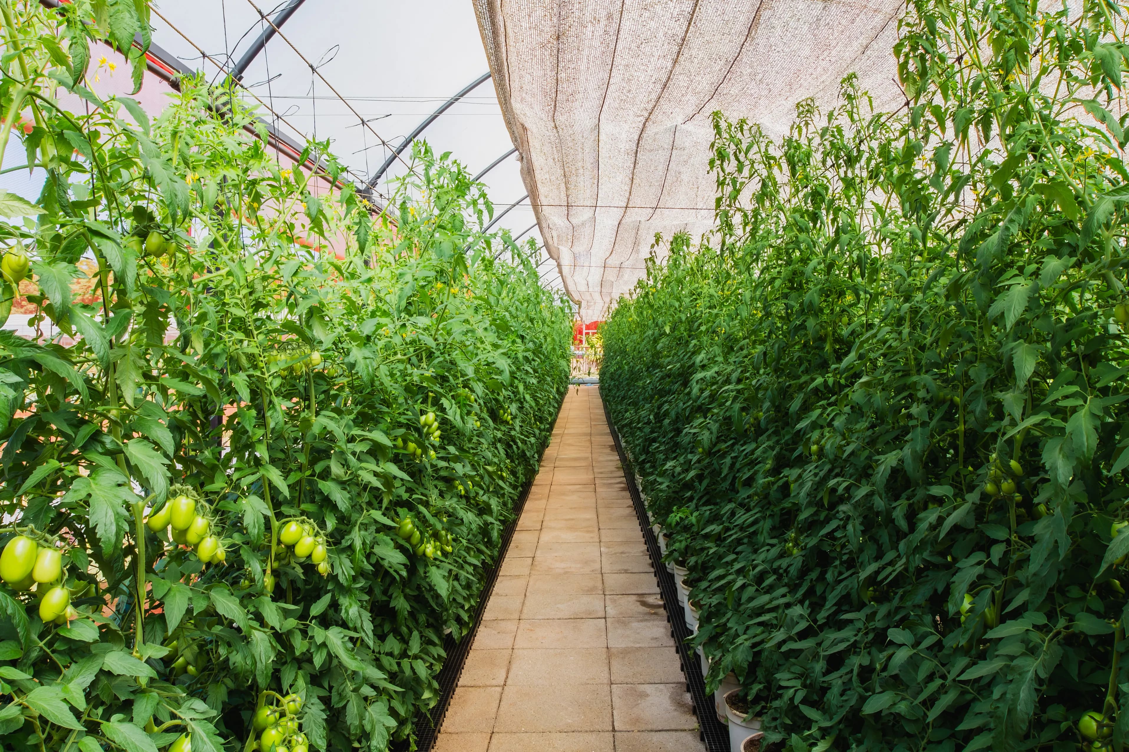 Estufa de Tomate