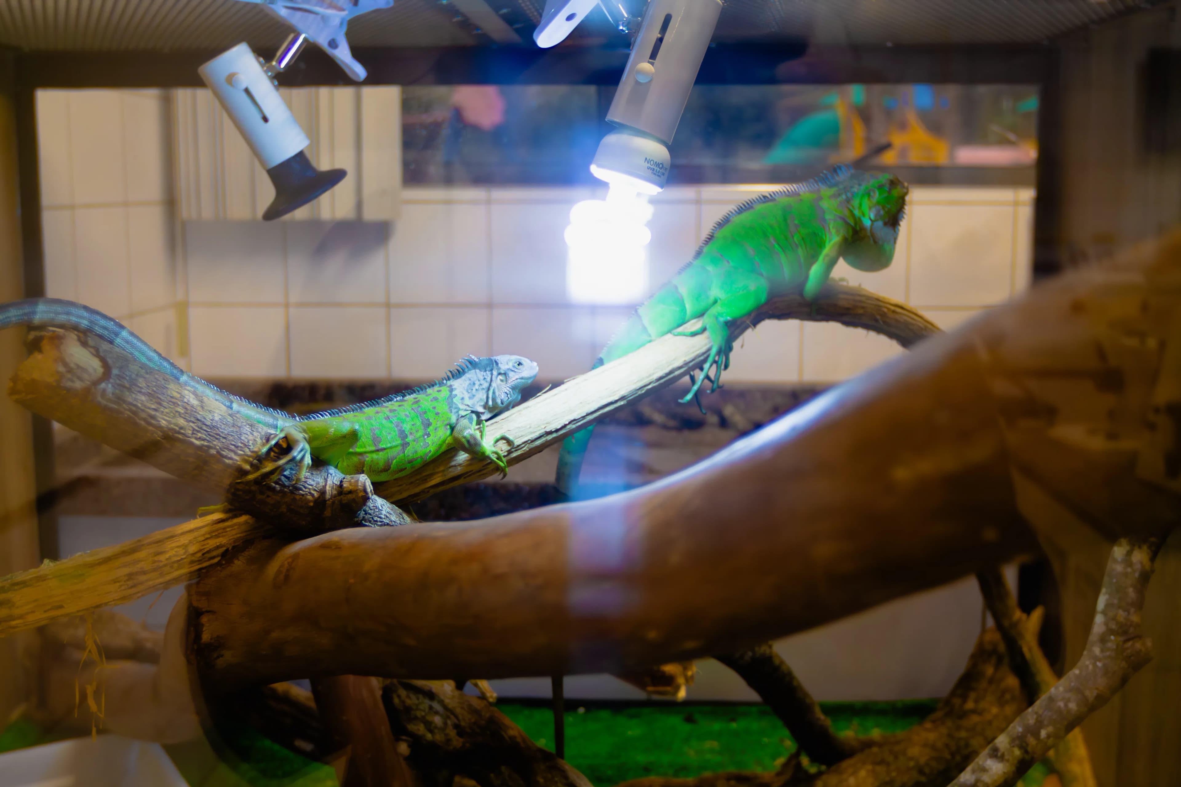 Dino e Sauro (Iguanas)