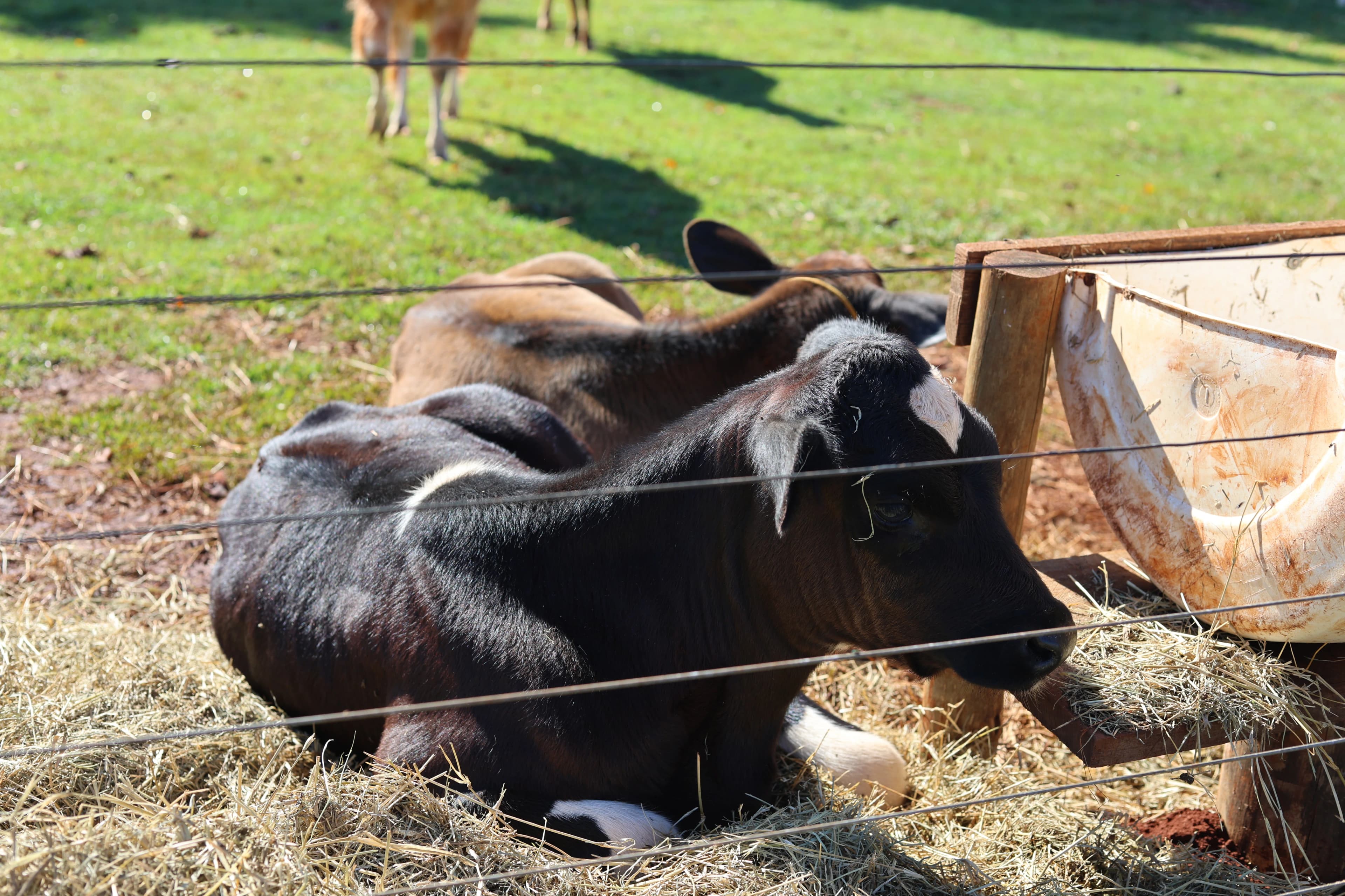 Fazenda Escola (Vaca)