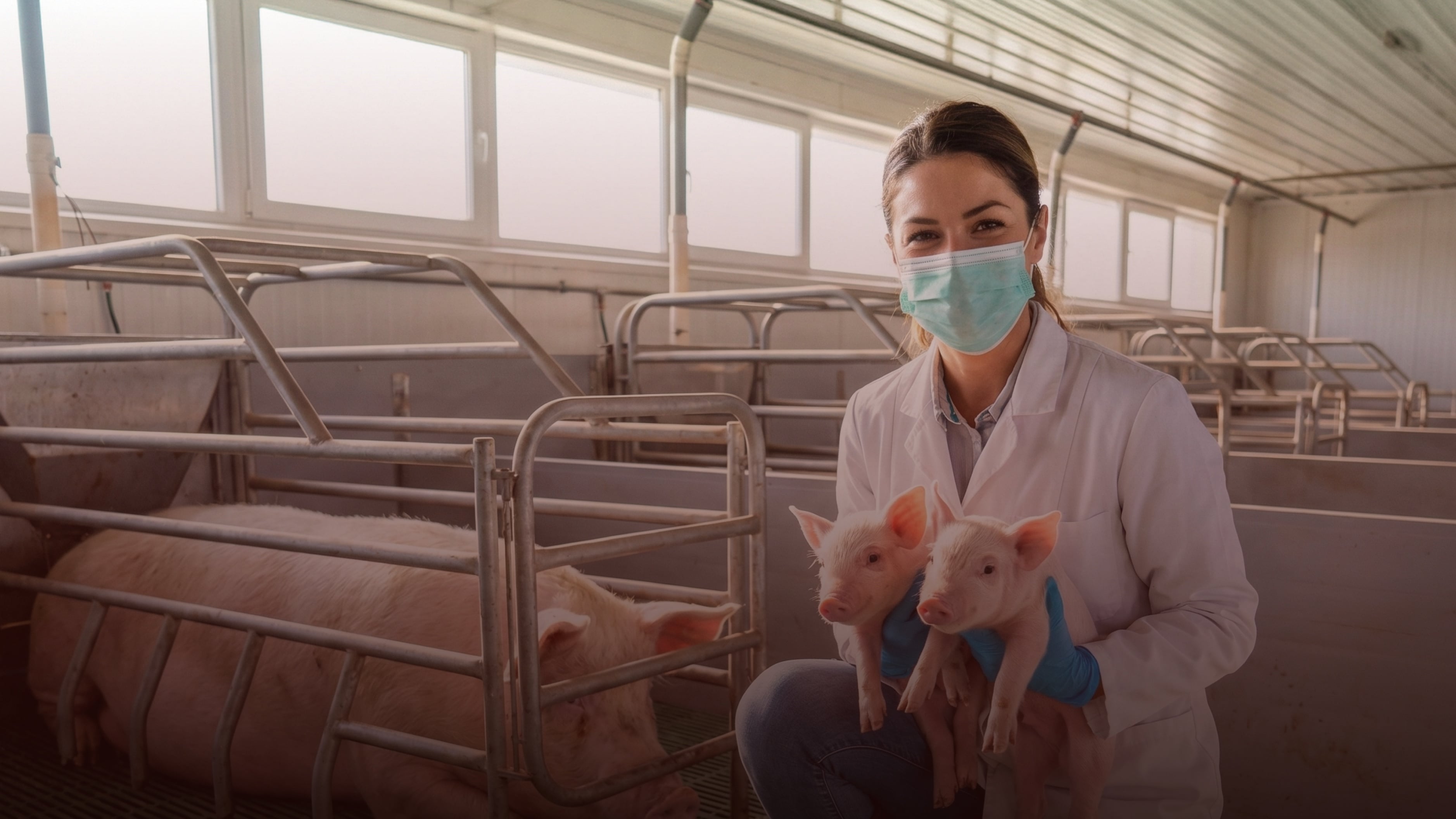 Banner especializacao-sanidade-producao-suinocultura