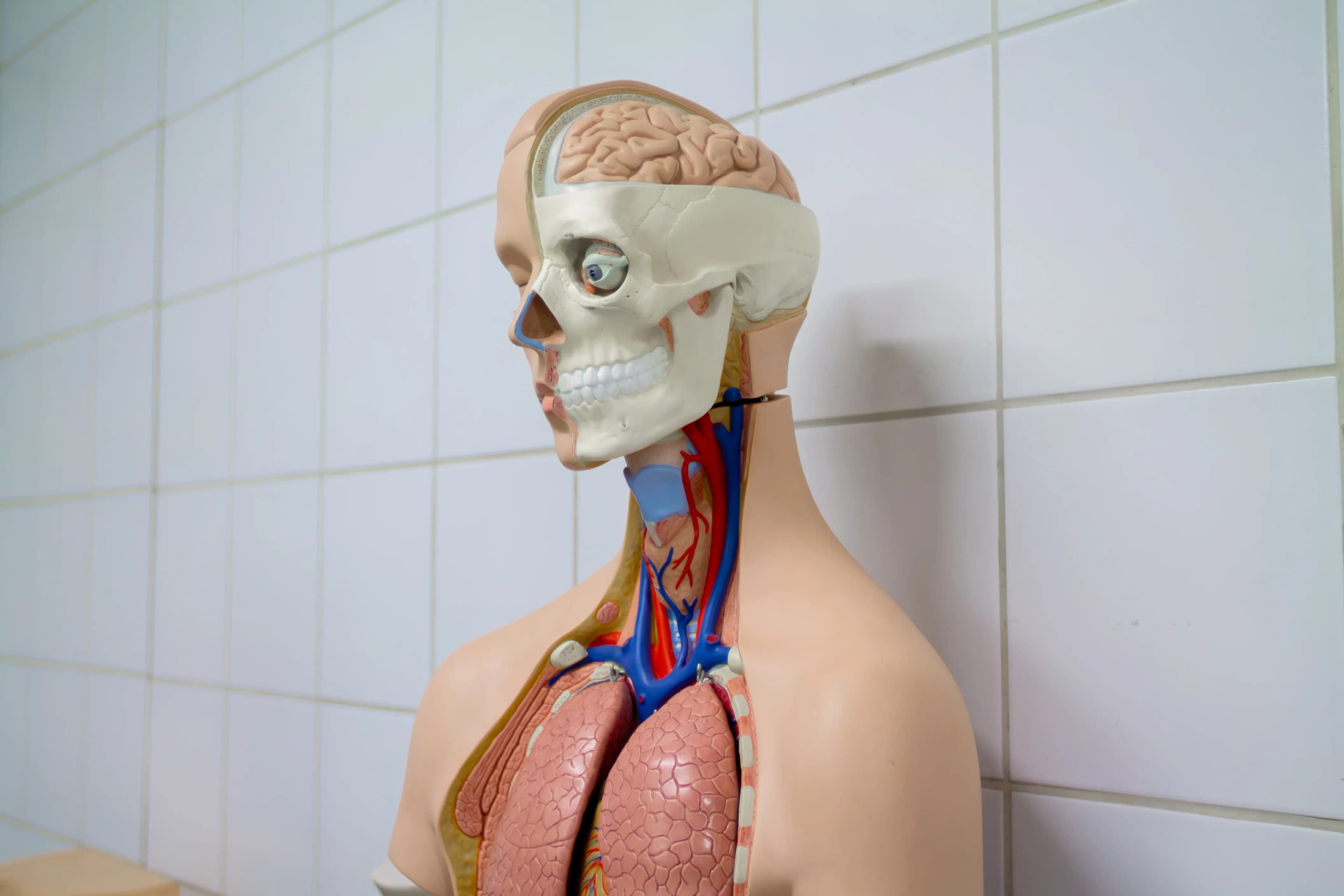 Laboratório de Anatomia