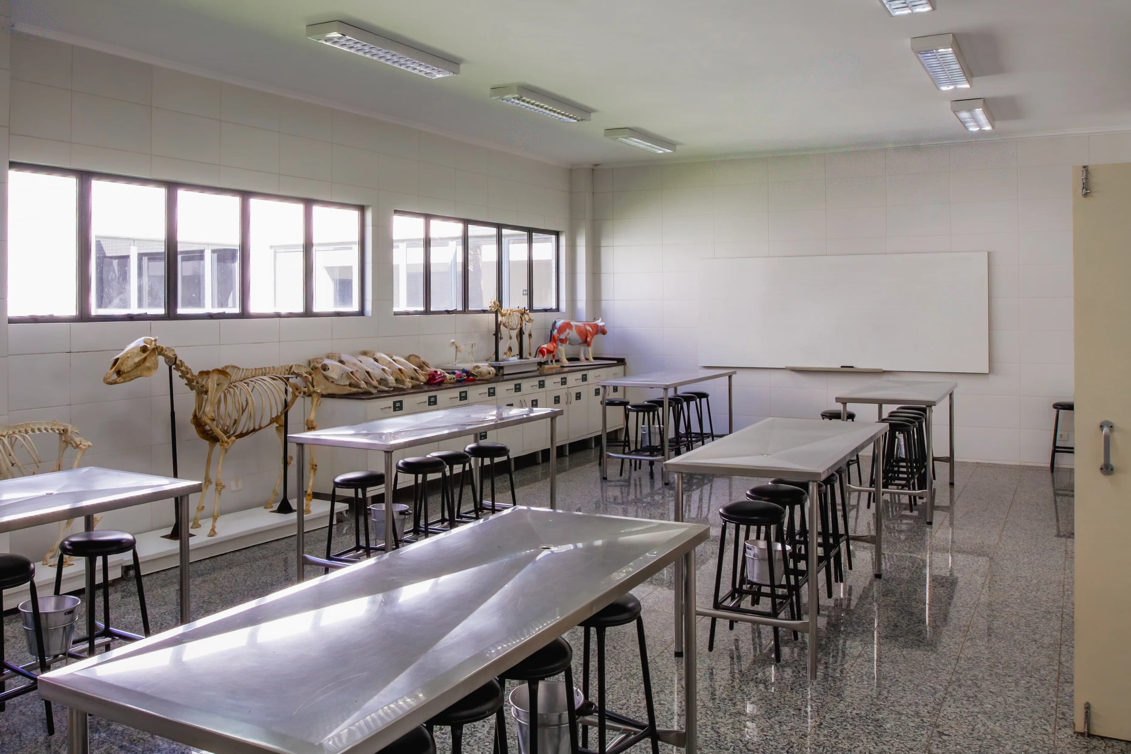Laboratório de Anatomia Animal - Hospital Veterinário