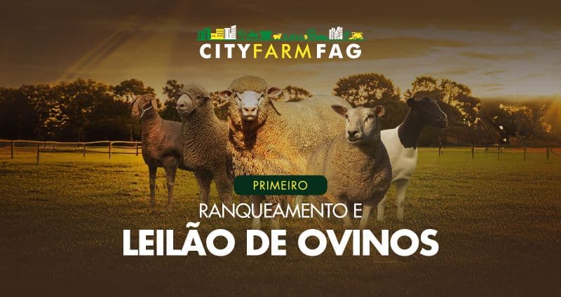 City Farm FAG traz Rankeamento e Leilão de Ovinos Multirraças como novidades da 5ª edição